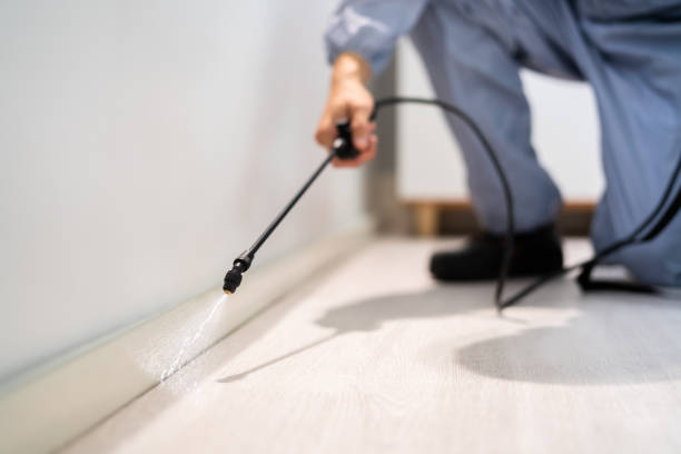 Licensed Wasp Removal service in Lakehurst, NJ - Show Me Pest Control